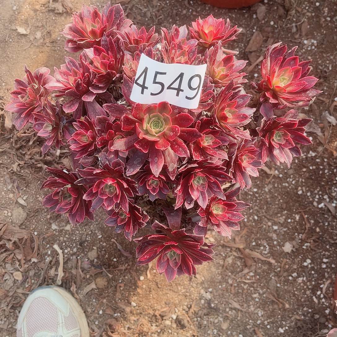 4549白婚纱多肉植物