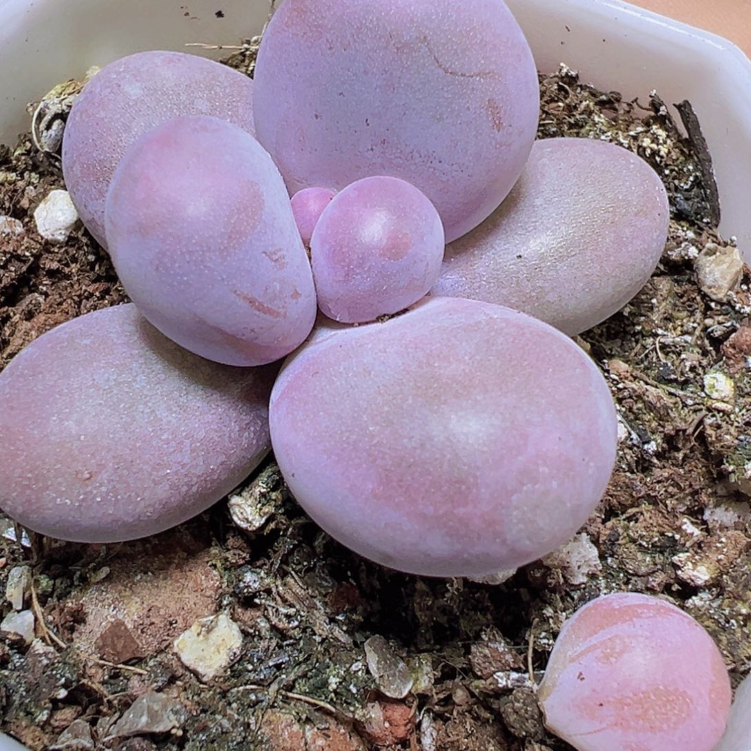 蛋黄奶2盆19包邮多肉