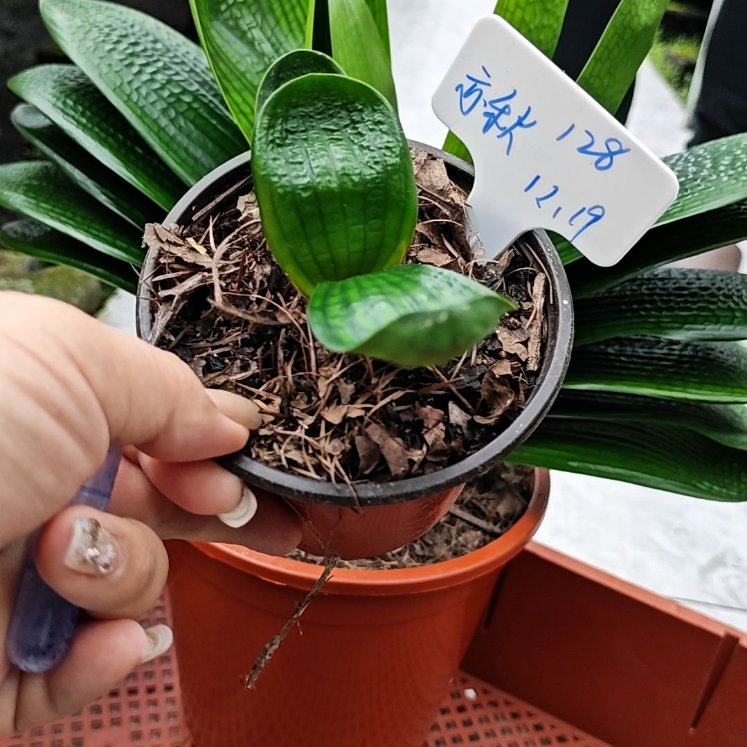 完全开放君子兰精品一年