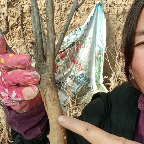 励***哥完全开放文冠树一颗