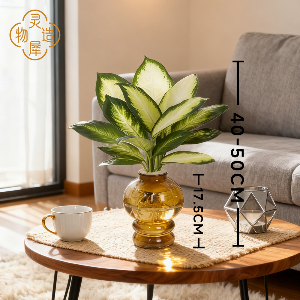 【基地直供】水培植物双株玛丽安40-50cm万年青室内好养桌面绿植