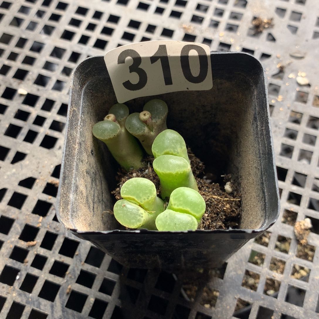 唐**鱼310粉樱风铃母本