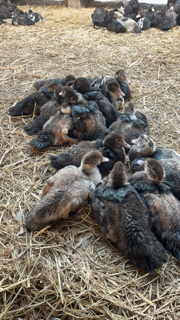 3-4斤番鸭鸳鸯鸭顺丰包邮
