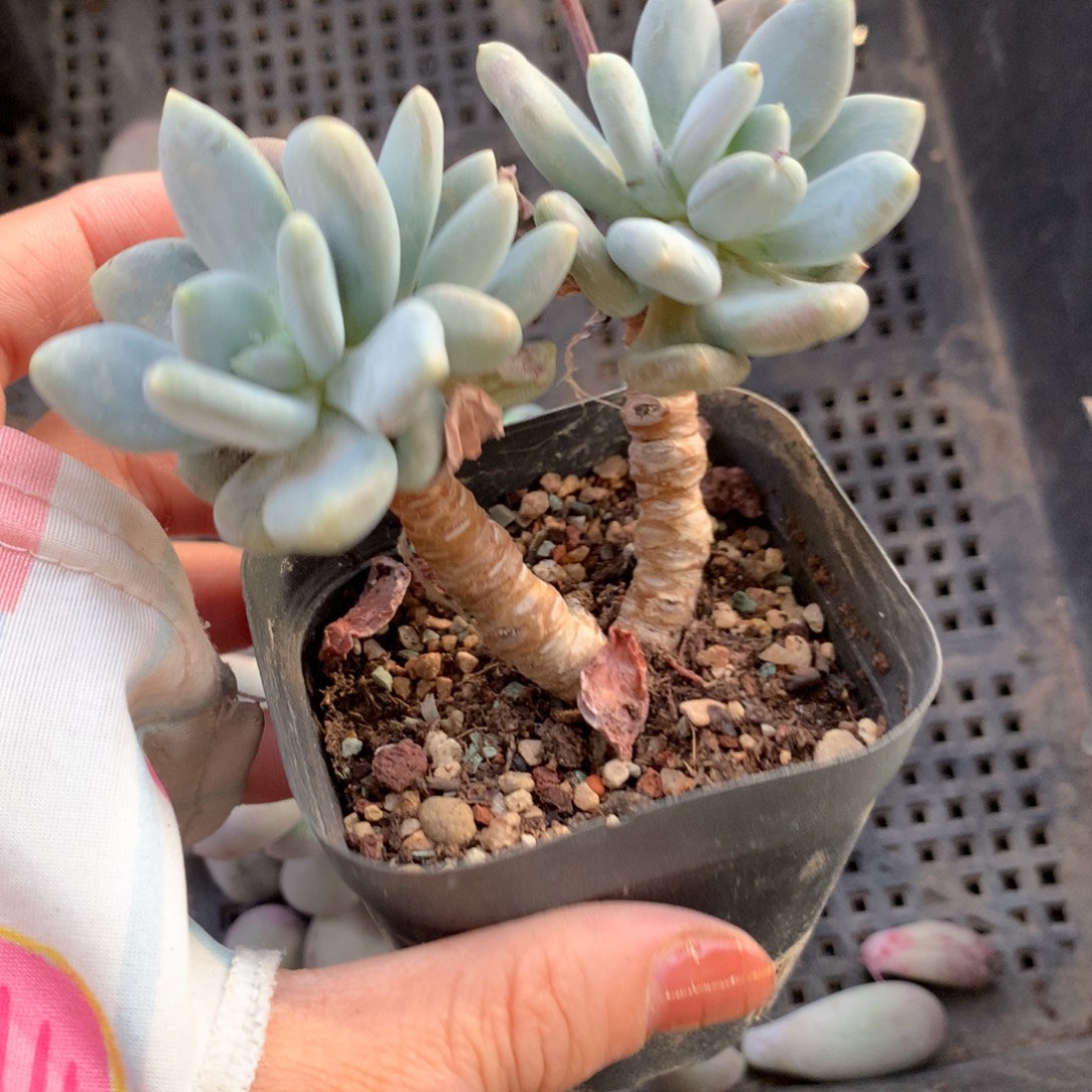 加菲。嚯哈哈哈哈哈