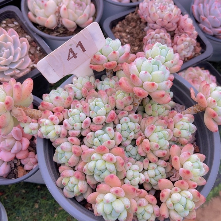 健健康康平平安安多肉植物