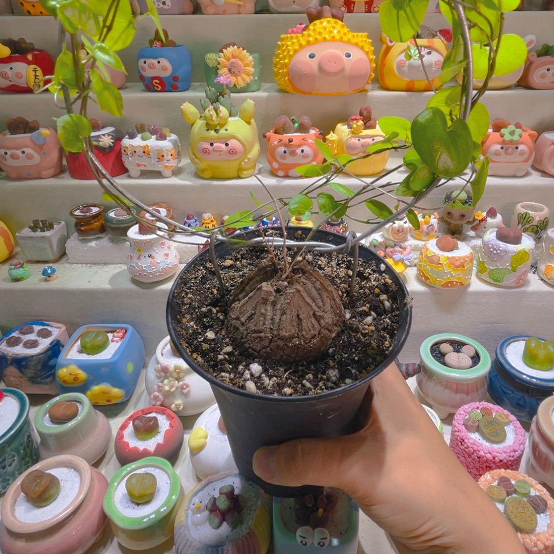 002龟甲龙6.5厘米高端块根