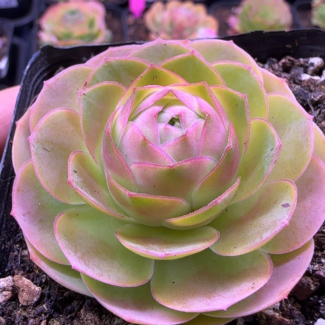 离月玫瑰七方杯优选296