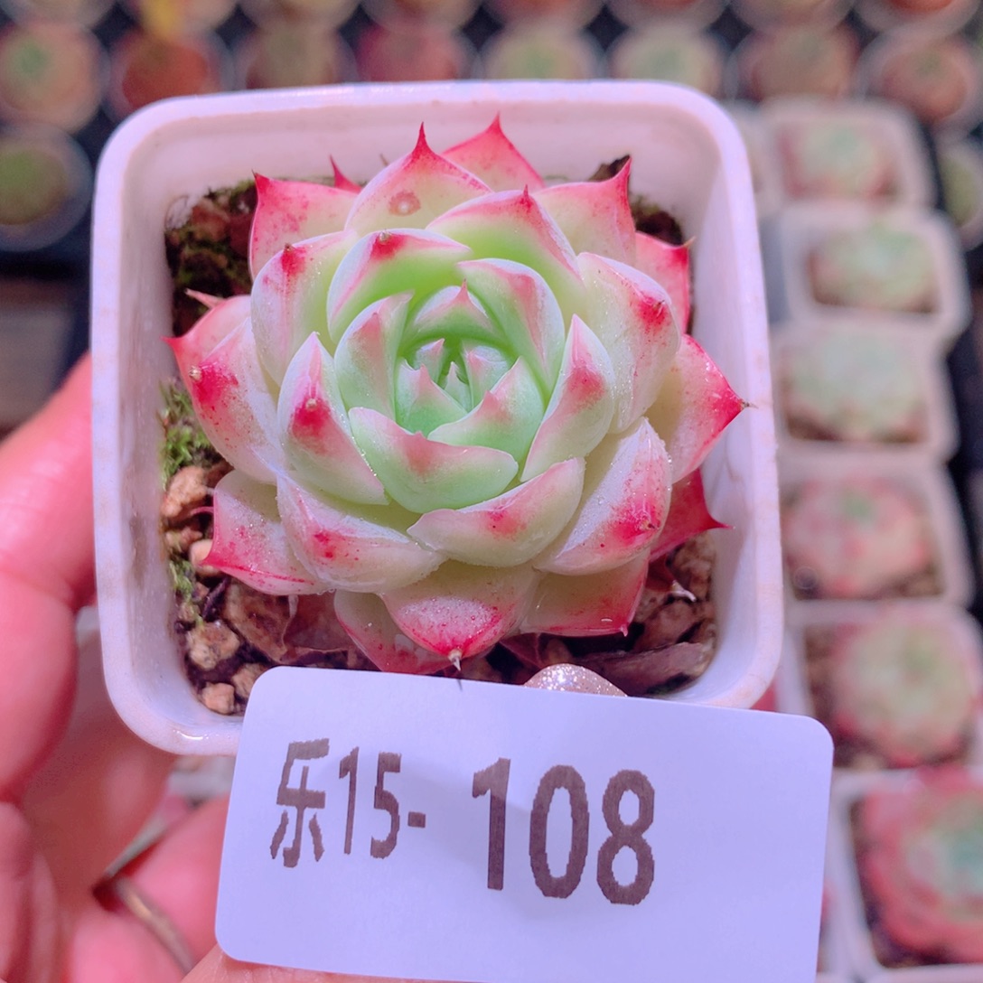 乐然15-108 美瞳单头 