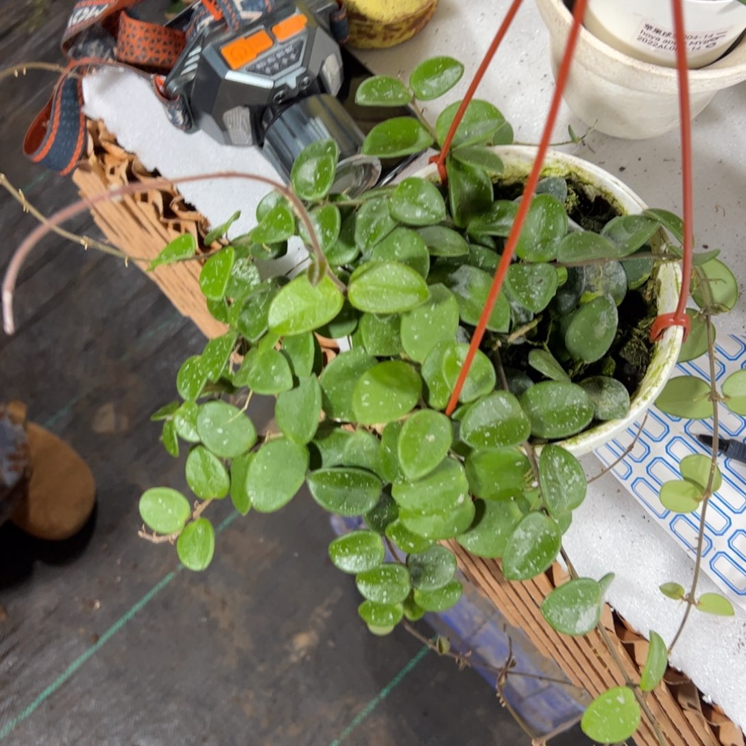 ****～完全开放杂葡球兰球兰