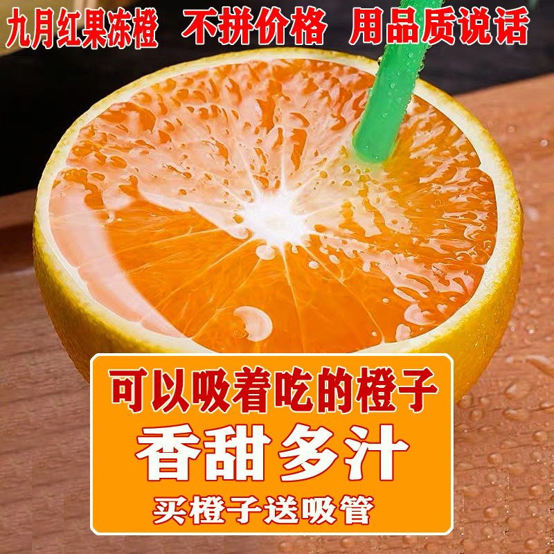 【助农专属】秭归脐橙九月红果冻橙甜橙现摘新鲜水果产地直发5斤9斤