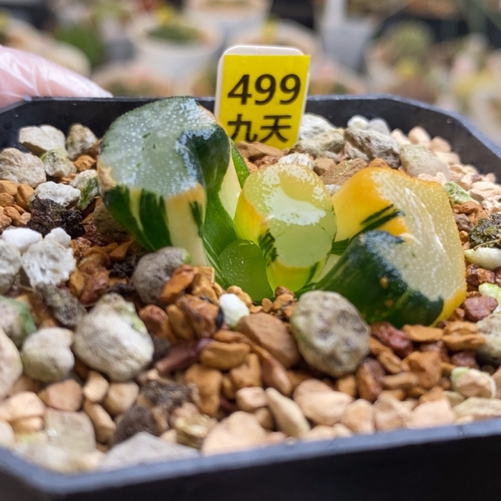 499号大明湖万象锦带盆