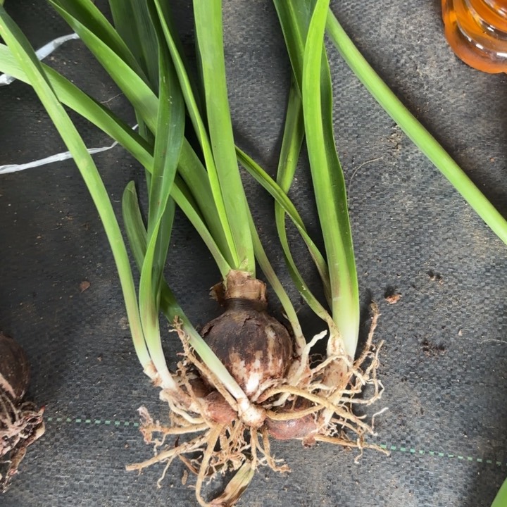 无花朵香槟玫瑰包对版福利