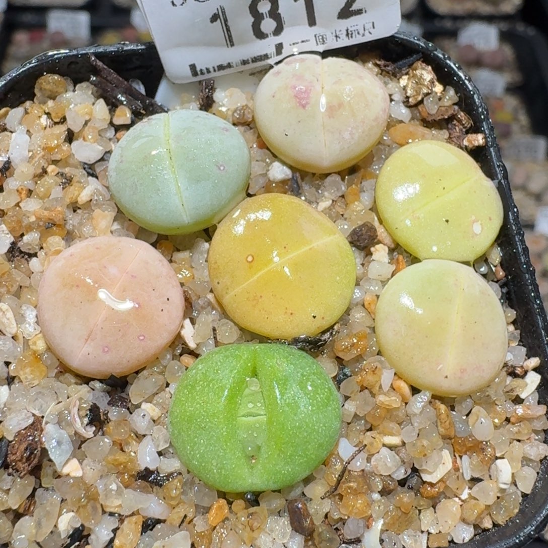 zz好货也清了1812