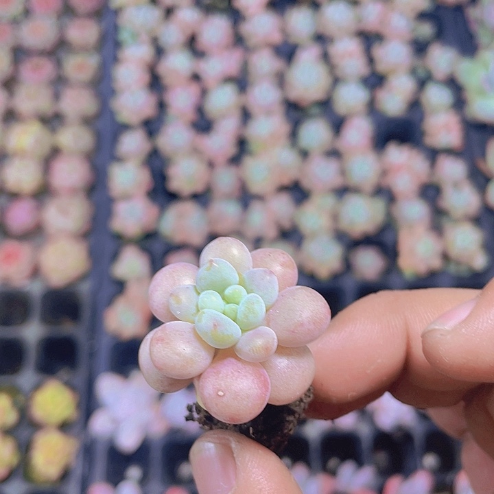 鱼子酱【满10颗包邮】
