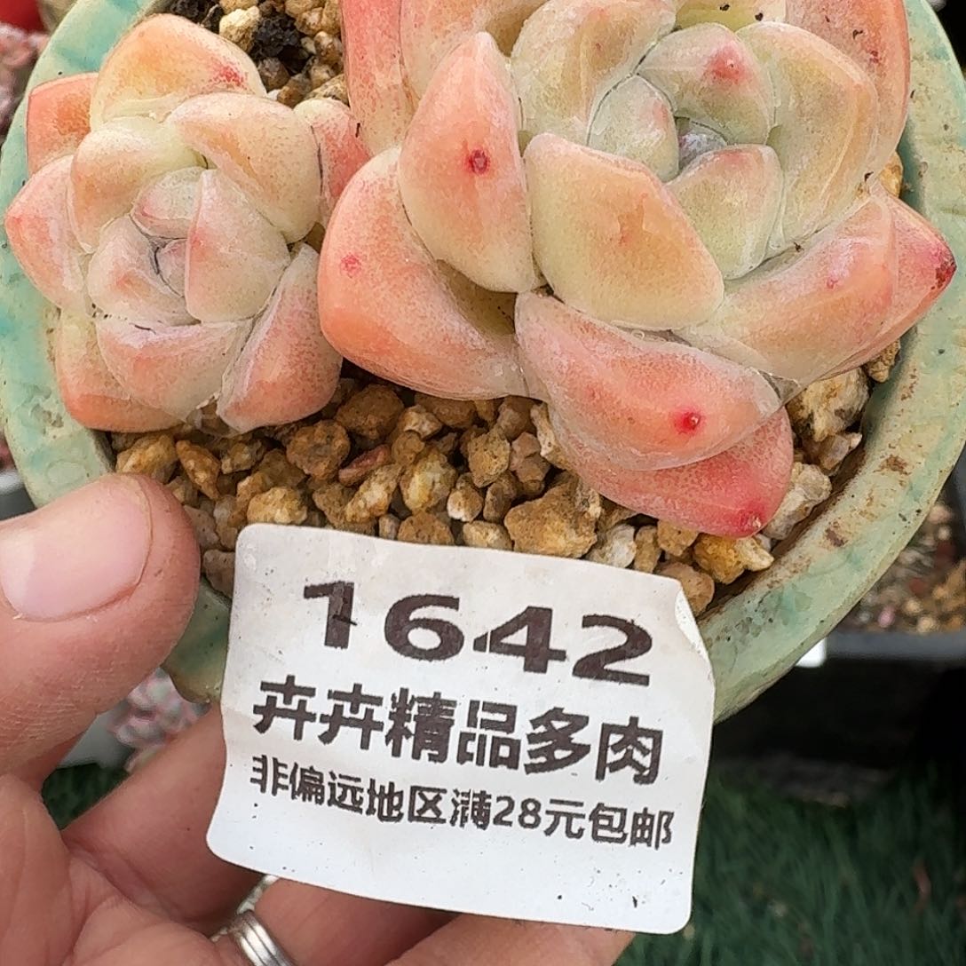 1642 卉卉精品多肉 非偏远地区满28元包邮