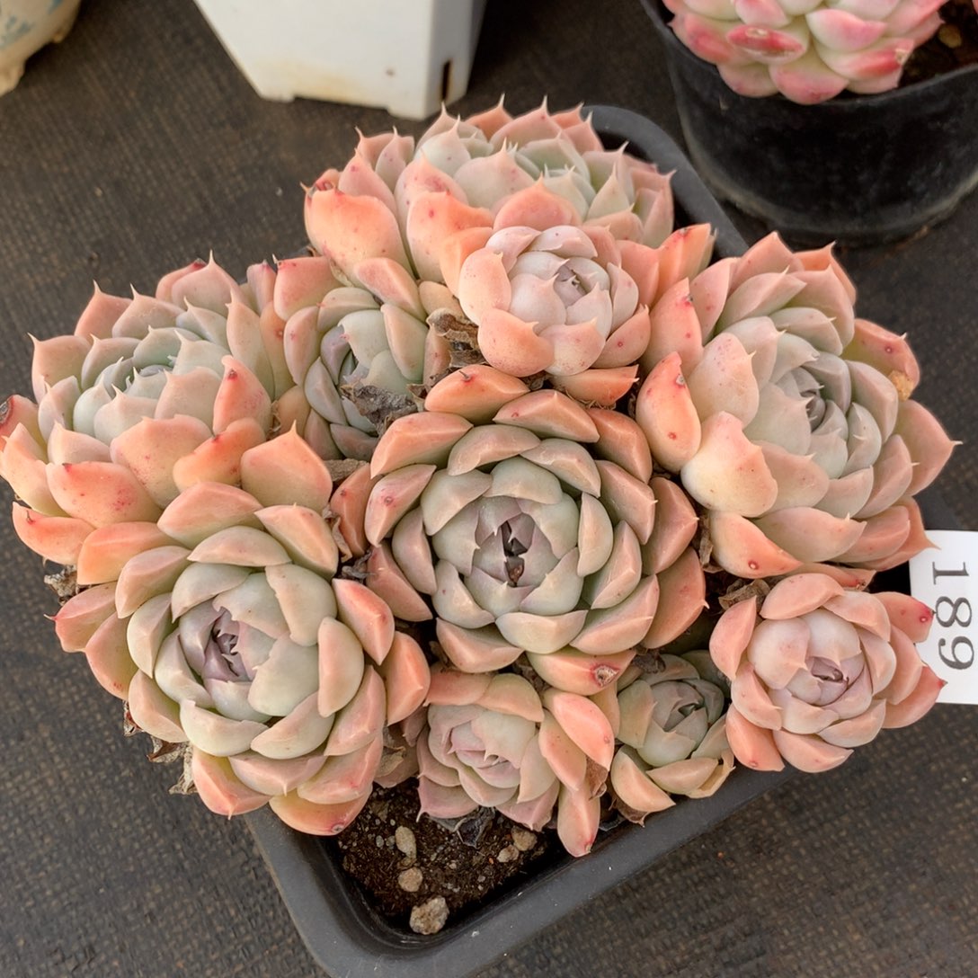 189新年快乐发发发