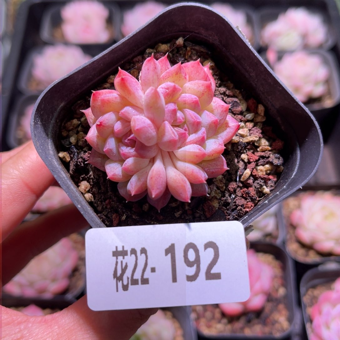 花利美22-192白桃汽水