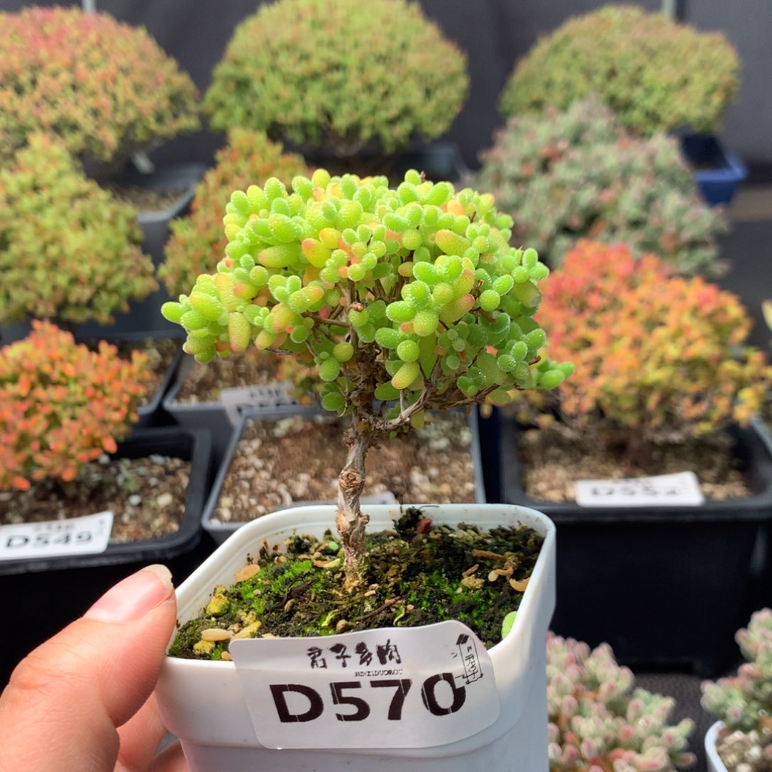 570蜜橘糖球           