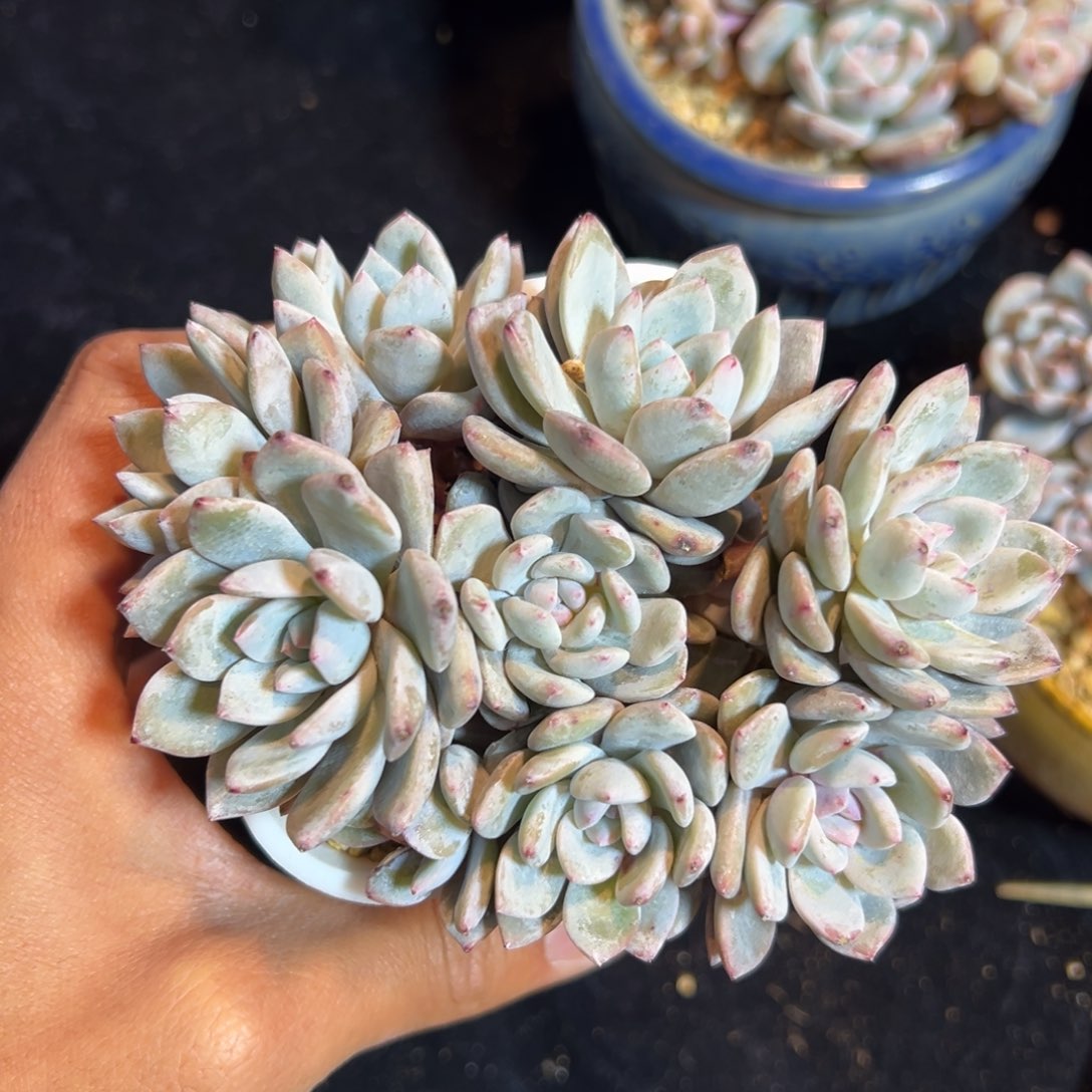 新年快乐 新年快乐