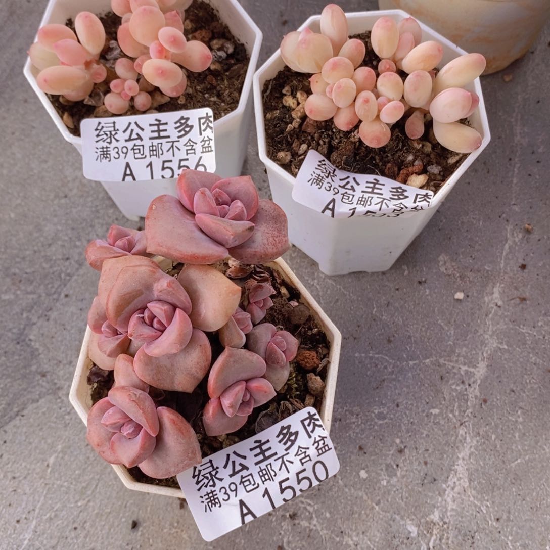 苹果奶2棵25，19彩虹糖15