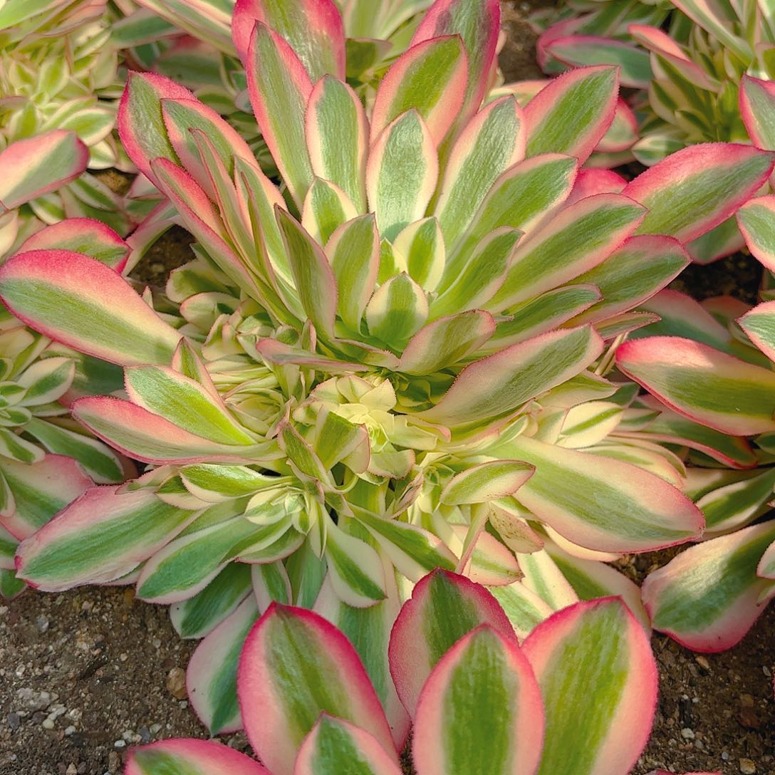 女巫多肉植物手捧