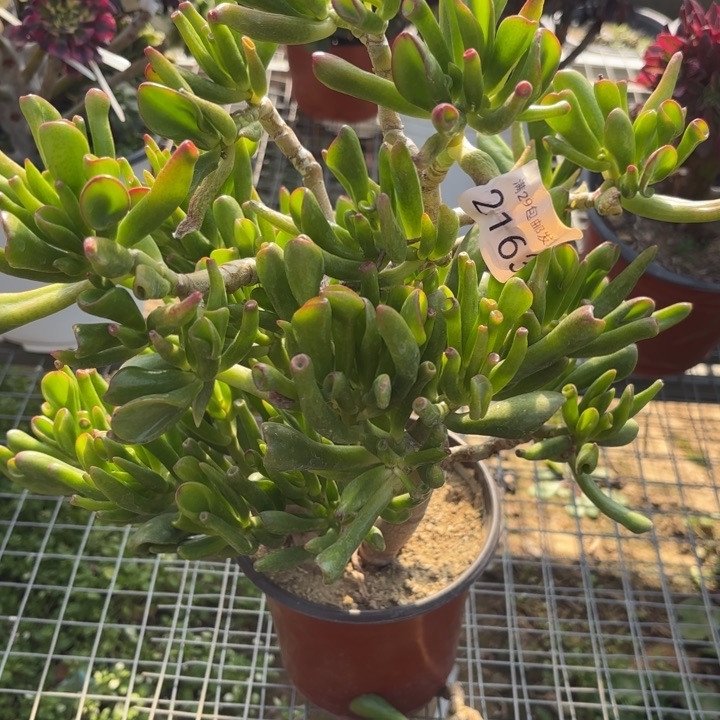 吸财树多肉法师2163