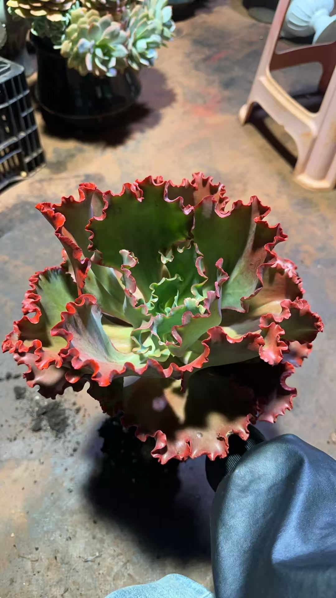 精品多肉   贝壳花笠