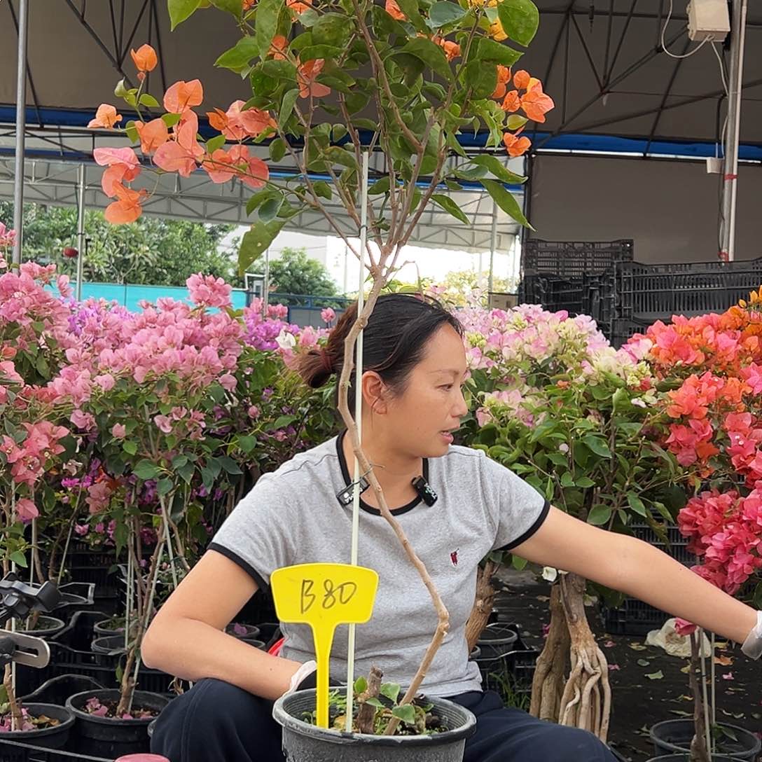 L****大部分花苞少量开放B80阿达纳