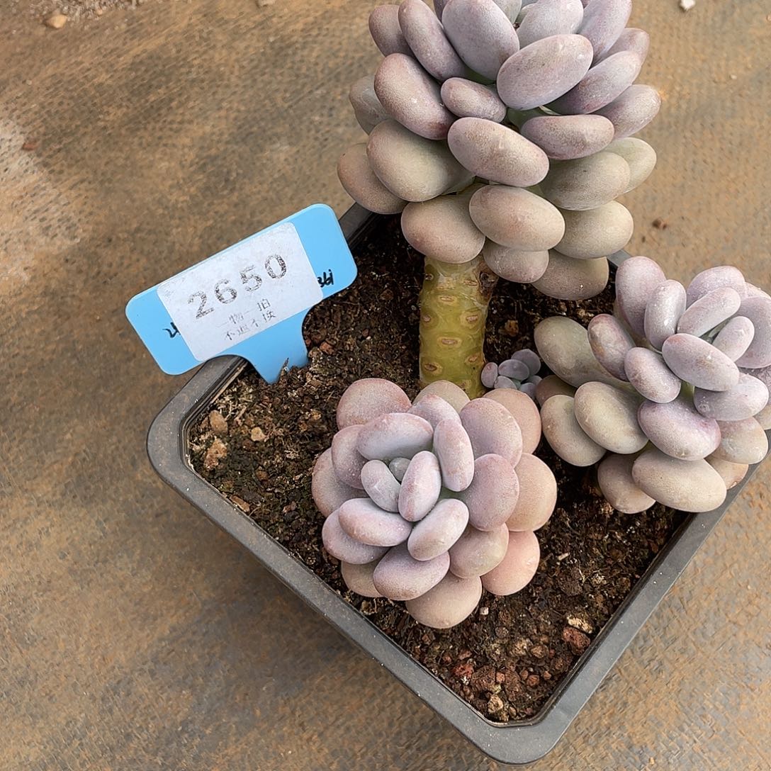 淡***道月美人精控群2650号