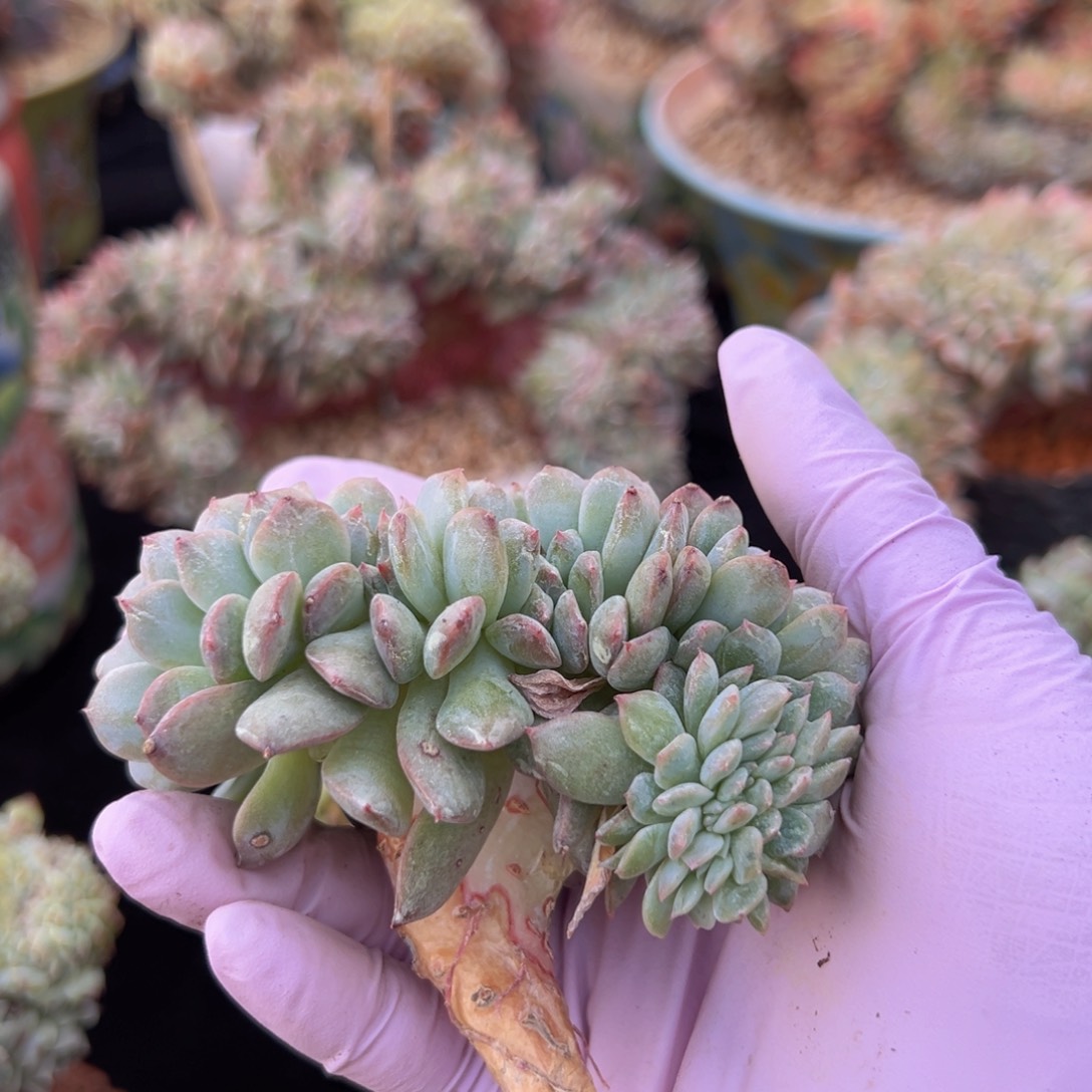 新年快乐啊宝宝88888