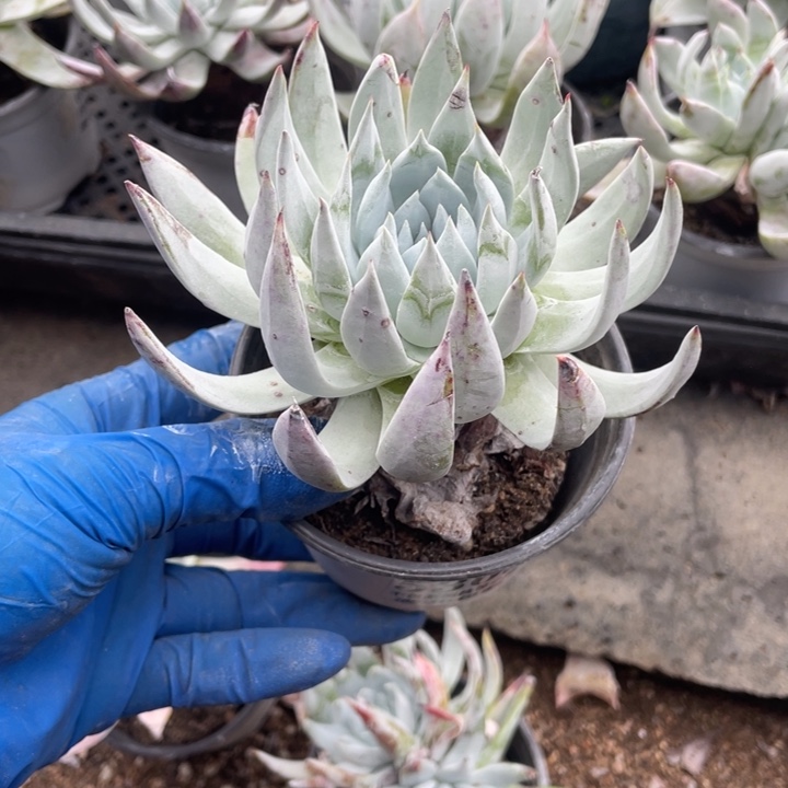 369号雪山杂多肉植物