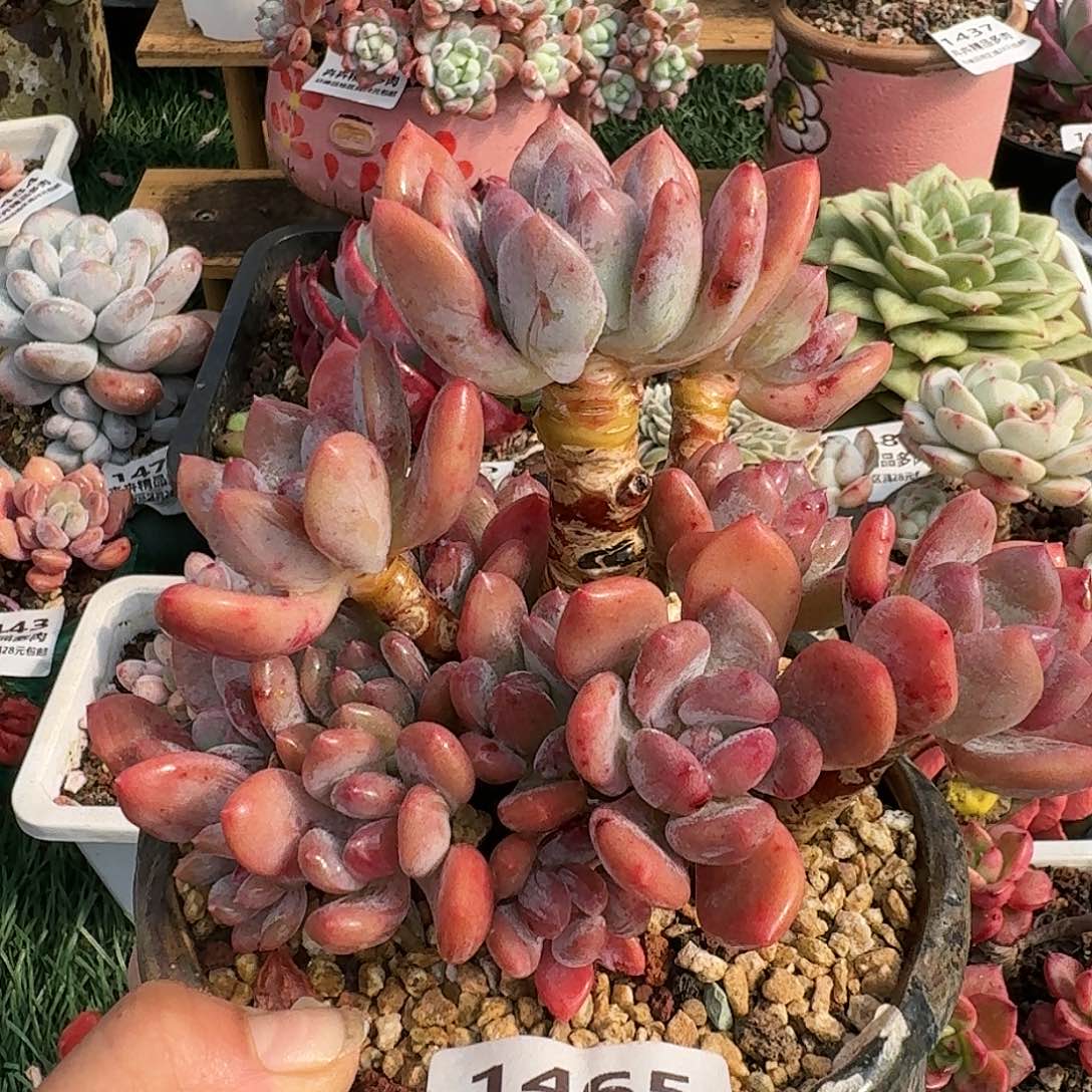 1465一物一拍（满28包邮）