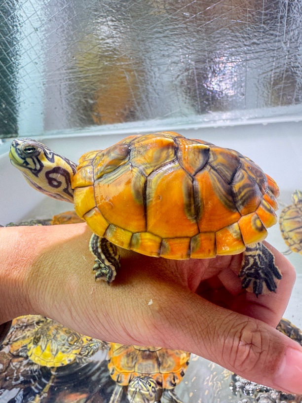 人工养殖观赏乌龟链接