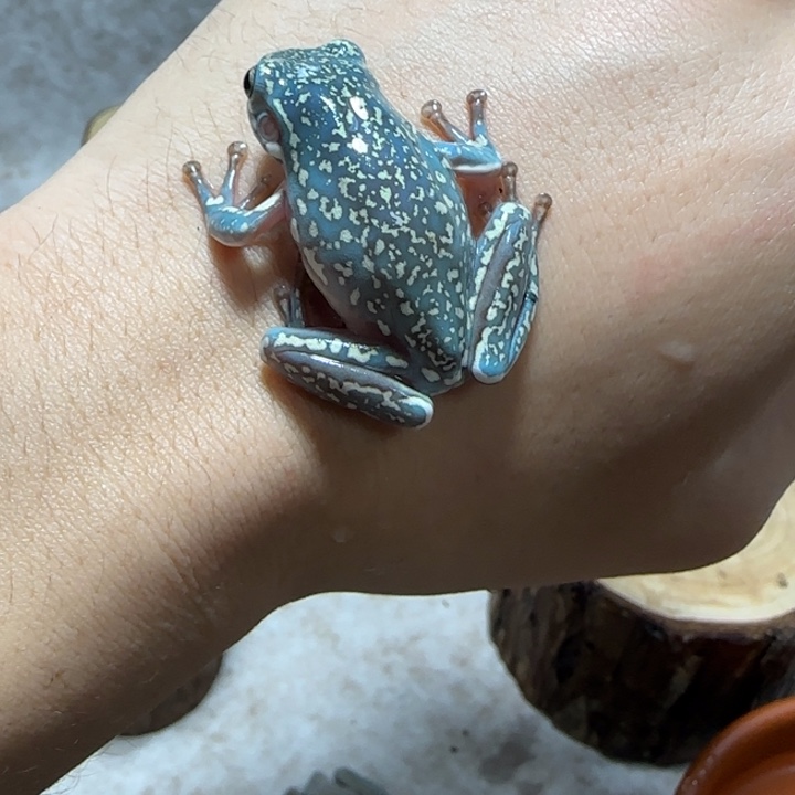 老爷树蛙2 魔鬼蓝满暴雪