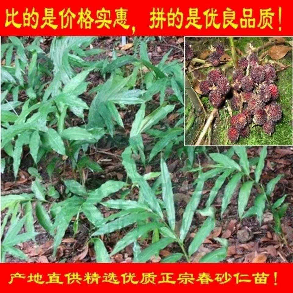 阳春本地春砂仁盆栽地上结果成活率高正品产地批发