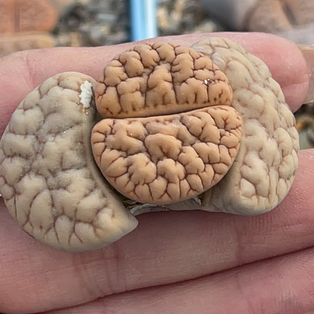 8568凹凸铁189一颗