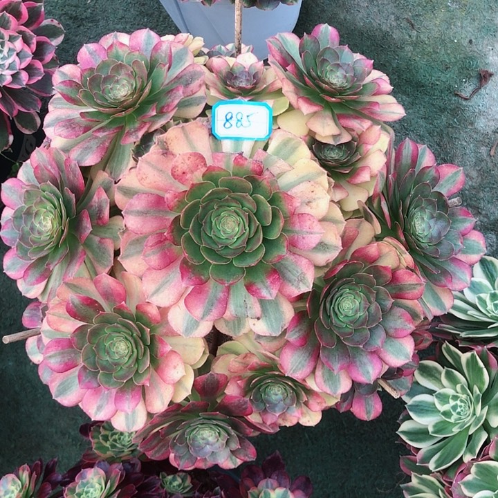 885雨荷多肉法师