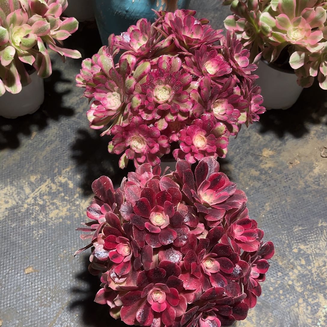 小法师组合漂亮漂亮