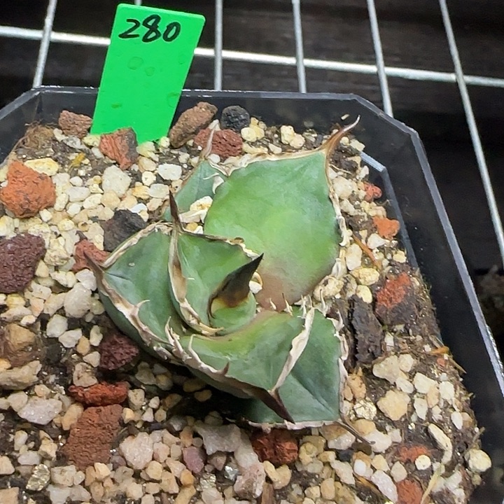 H****龙舌兰仁王冠二代顶芽 脱土发货