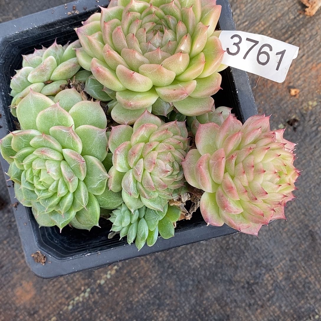 A***光3761带土球～散群掉头不售后～11