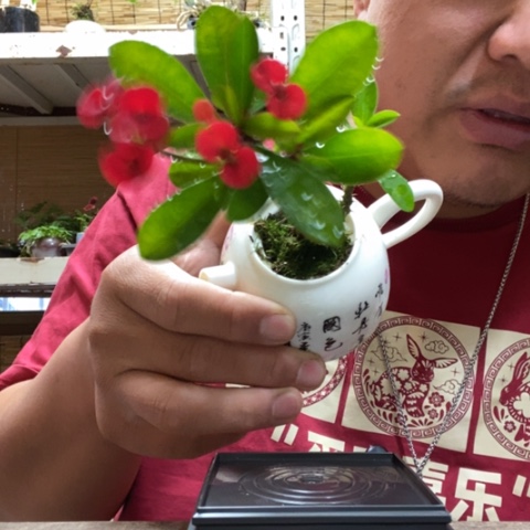 红陶一物一拍所见即所得131