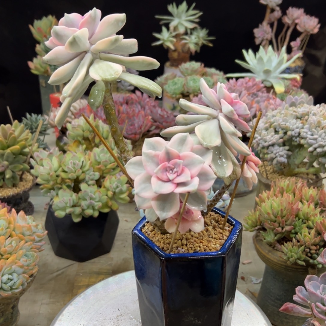 紫乐锦28 零零多肉植物