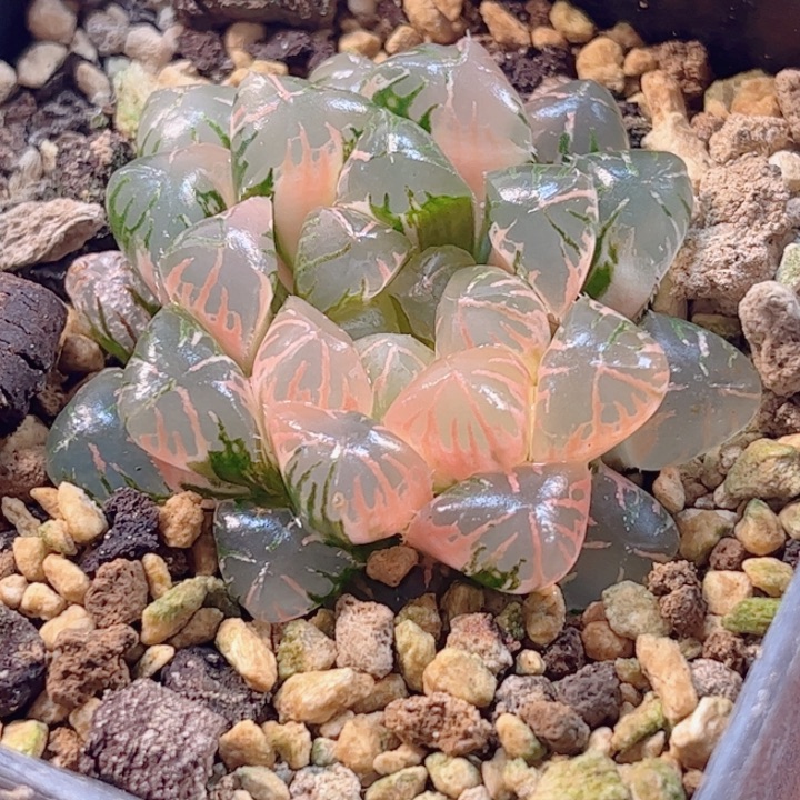 牛***明无花朵十二卷实生冰灯锦