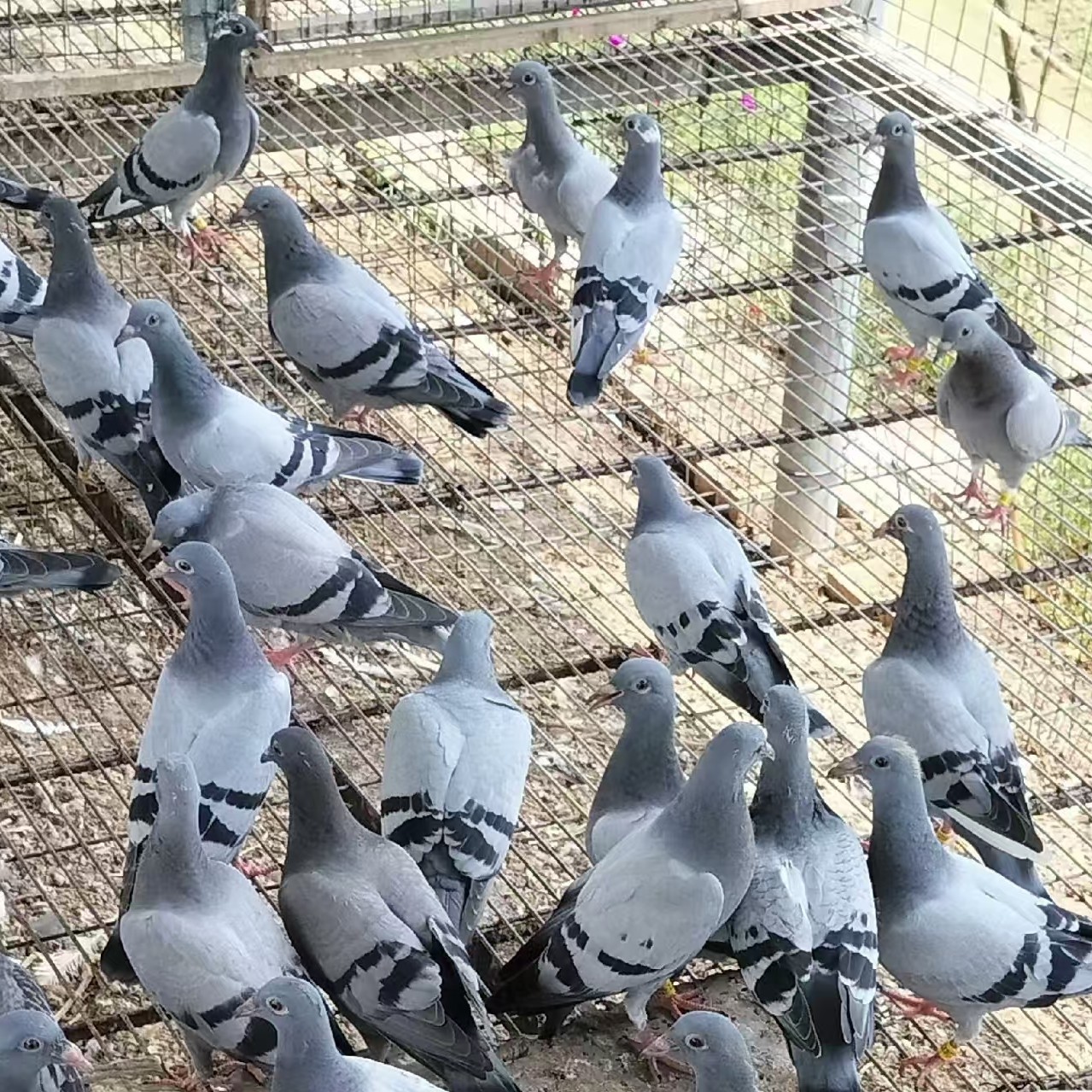 信鸽幼鸽 青年鸽 种鸽，羽色可选。瓦灰 雨点红二线麒麟花 带脚环。