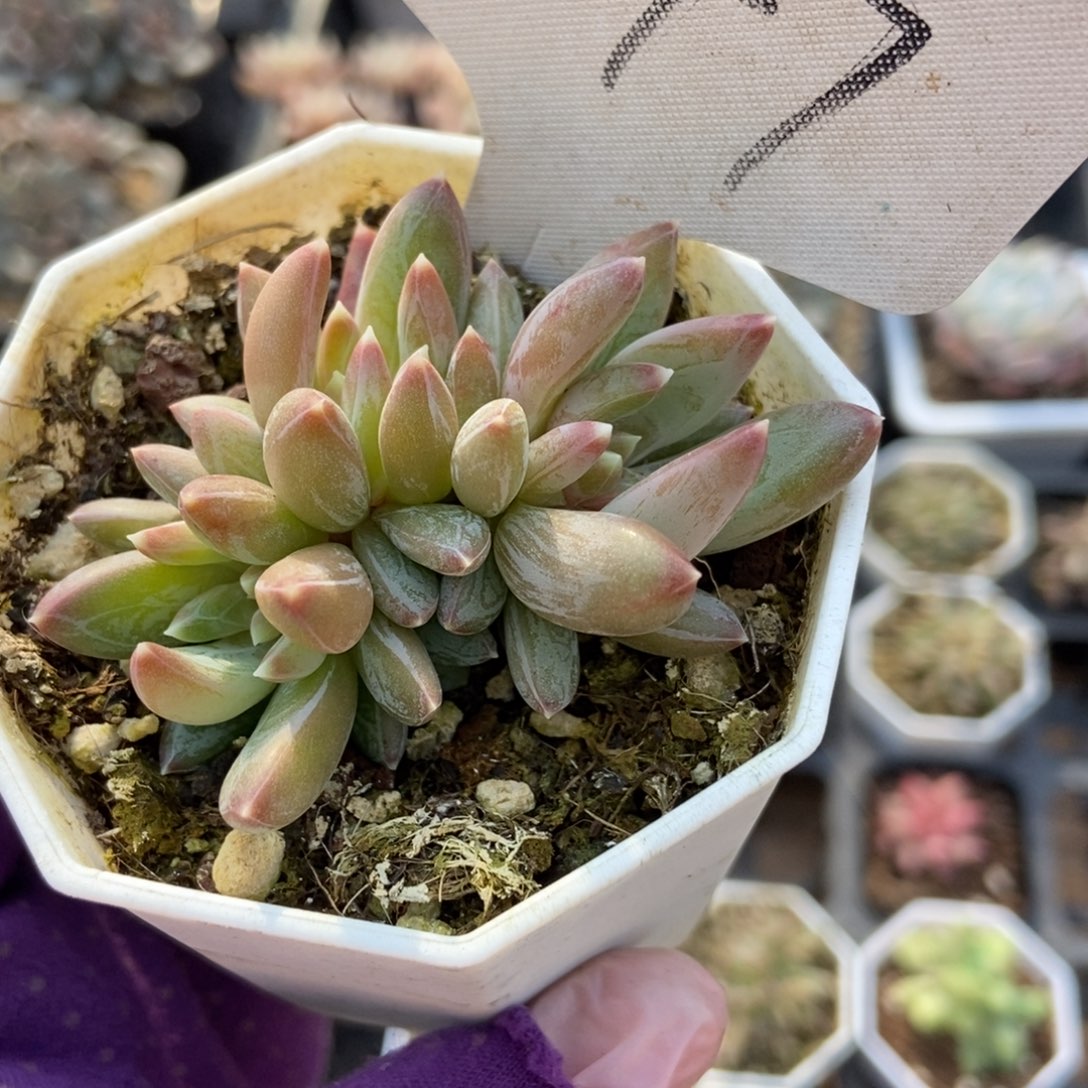 1347炫彩星多肉植物保护