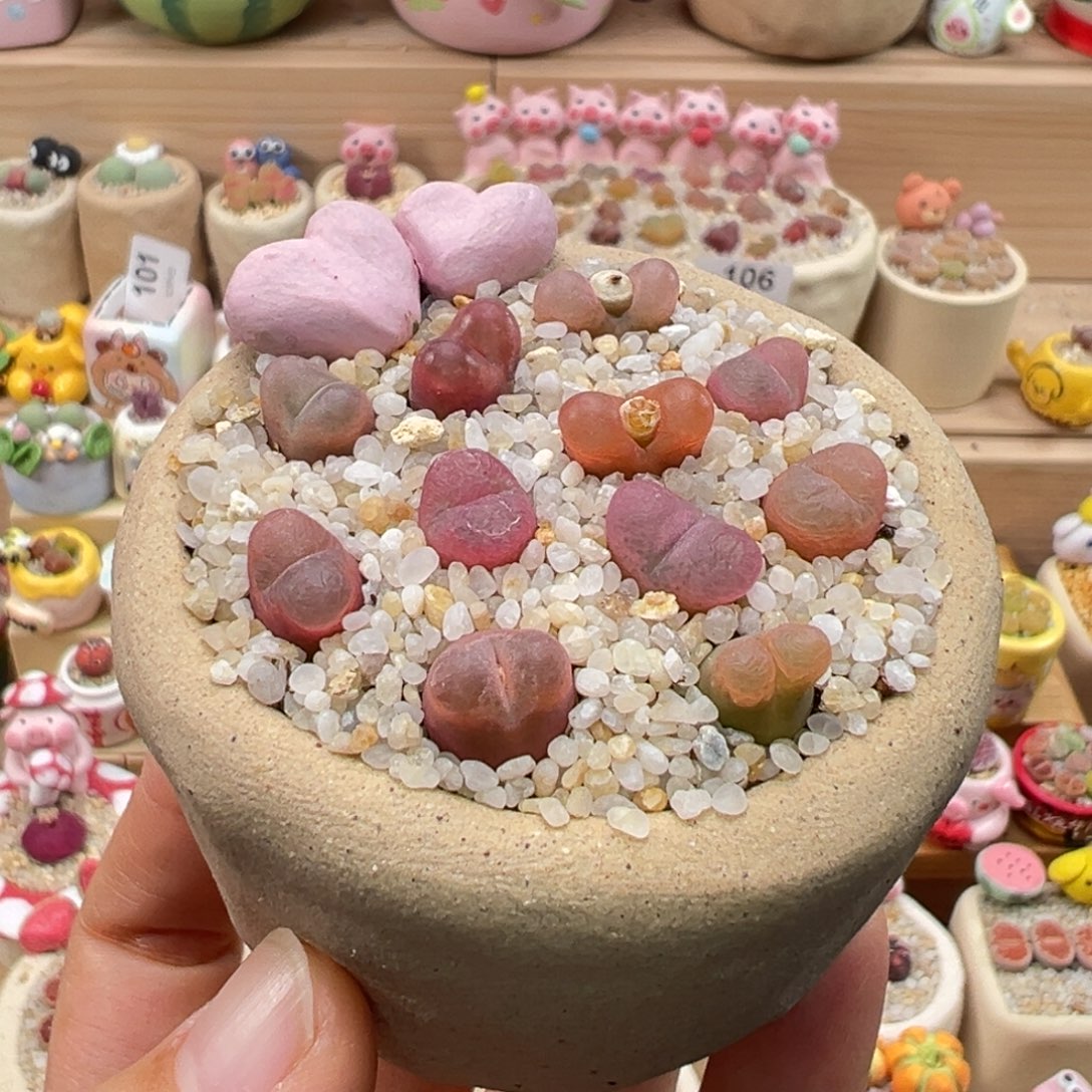 多肉植物108号毛毛