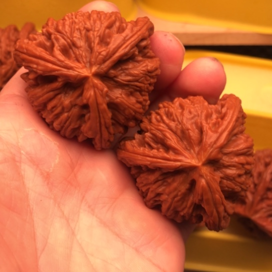 核桃核桃核桃核桃核桃