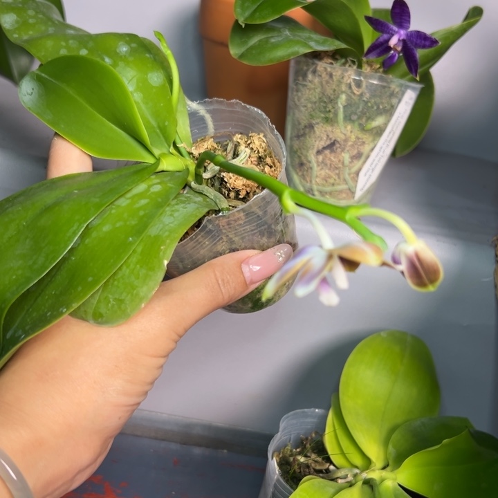 闲***士不开花植物盲盒2.5保