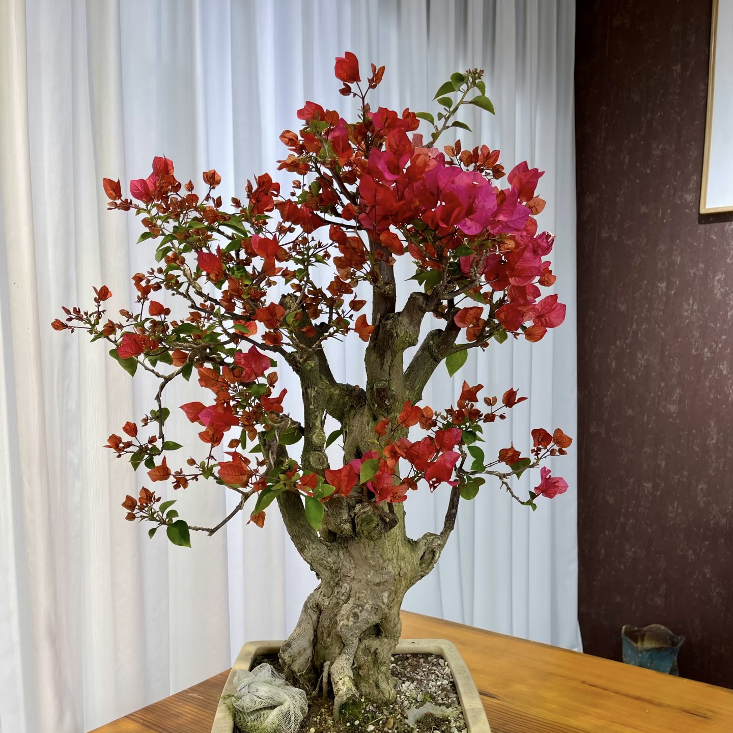 【一物一拍】三角梅盆栽绿植运输途中掉花掉叶属正常介意慎拍