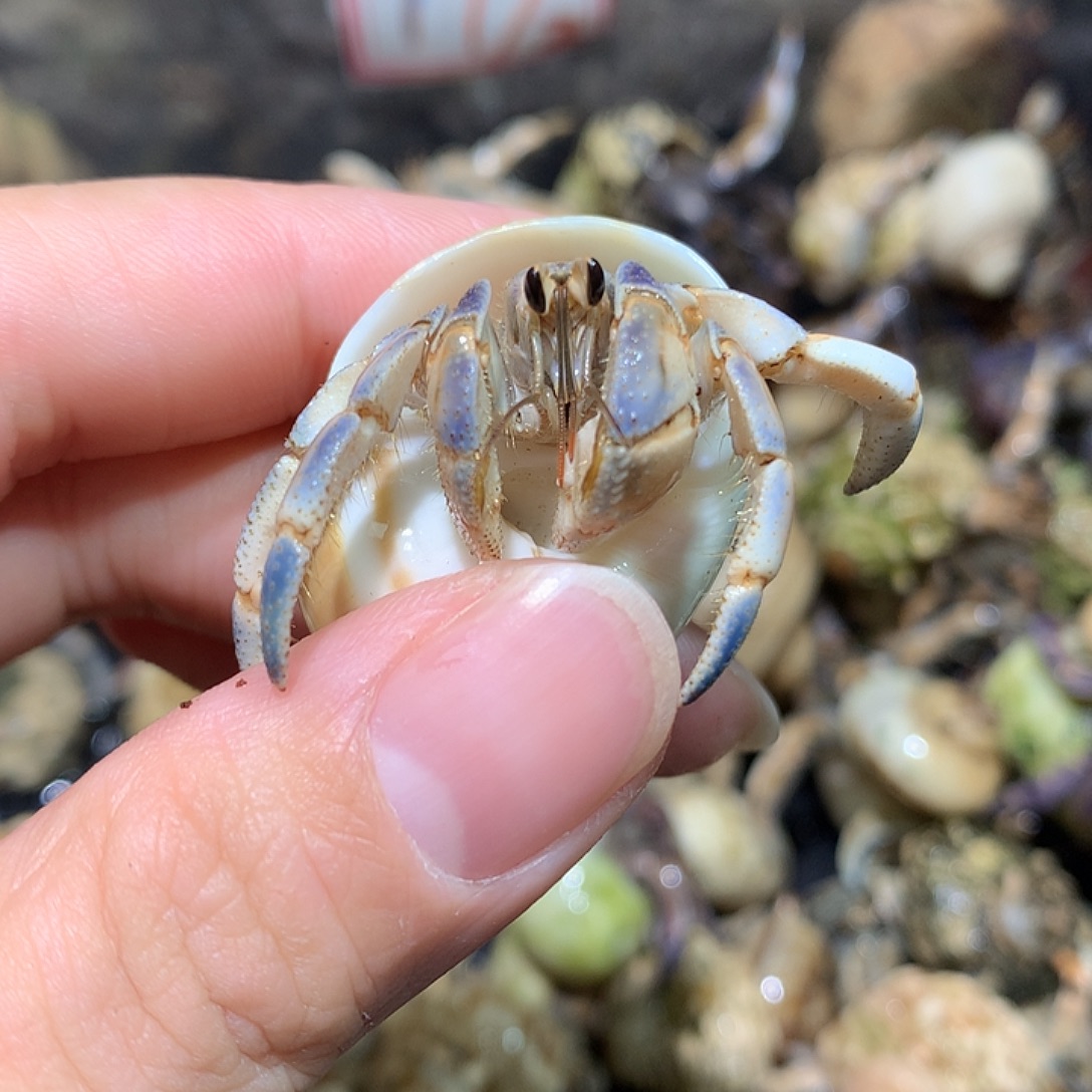 1.8口径奔跑的寄居蟹5号